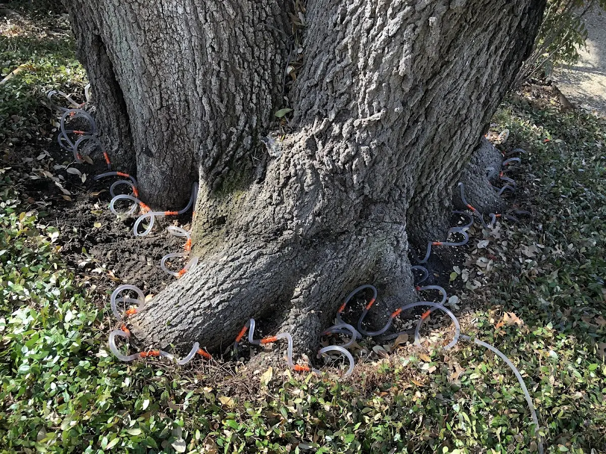 Detailed Tree Cabling and Bracing job site in San Carlos