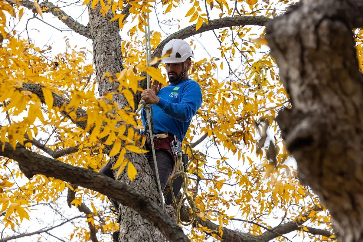 Skilled Tree Trimming crew working in San Carlos
